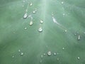 Water drap taro leaf