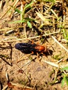 Water drenched wasp in garden