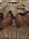 Water and dried leaves on the rasted rooftop Royalty Free Stock Photo