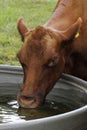 Water drinking cow Royalty Free Stock Photo