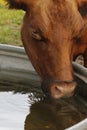 Water drinking cow Royalty Free Stock Photo