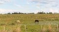 Water drinking horses in pond Royalty Free Stock Photo