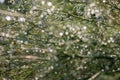 Water driops on fresh green grass after rain. Nature bokeh texture or background Royalty Free Stock Photo