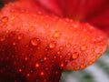 Water drip on red lily