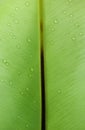 Water driplets on the green fern feaf. Royalty Free Stock Photo