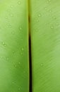 Water driplets on the green fern feaf. Royalty Free Stock Photo