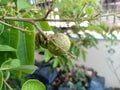 Water drippin on longan fruit Royalty Free Stock Photo