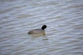 Water Dripping from American Coot`s Bill Royalty Free Stock Photo