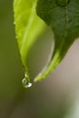 Water dripping off a leaf