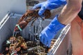 Water dripping off of a live lobster being held Royalty Free Stock Photo