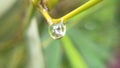 Water Dripping Off A Yellow Bamboo Branch, Tiny Water Drop of Life Image in The Summer Season.