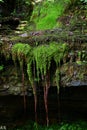 Water dripping through rock and exposed tree roots Royalty Free Stock Photo