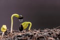 Water dripping on the seedling. New born plant. Planting the tree for relax and recreation on spring harvest Royalty Free Stock Photo