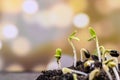 Water dripping on the seedling. New born plant. Planting the tree for relax and recreation on spring harvest Royalty Free Stock Photo