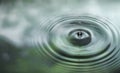 Water is dripping on the surface of the water in the rainforest. With the reflection