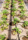 Water dripping system in home vegetable garden watering tomato plants in greenhouse. Royalty Free Stock Photo