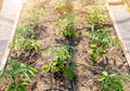 Water dripping system in home vegetable garden watering tomato plants in greenhouse. Royalty Free Stock Photo