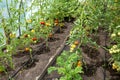 Water dripping system in home vegetable garden watering tomato plants in greenhouse. Home use water drip irrigation system. Royalty Free Stock Photo