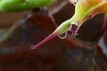 Water drips from Ladyslipper blossom in Arizona courtyard Royalty Free Stock Photo