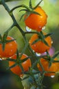 Water drips off ripening cherry tomatoes after a rain