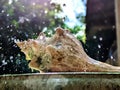 Water drizzles on the conch Royalty Free Stock Photo