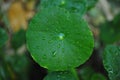 Water droop on green leaf