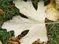 Water drop on autumn leaf. Drops of rain in the morning glow in the sun. Royalty Free Stock Photo