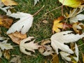 Water drop on autumn leaf. Drops of rain in the morning glow in the sun. Royalty Free Stock Photo