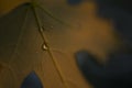 Water Drop on Autumn Leaf Royalty Free Stock Photo