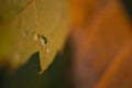 Water Drop on Autumn Leaf Royalty Free Stock Photo