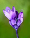 Water Drop Balanced on Petal Tip of Purple Flower Royalty Free Stock Photo