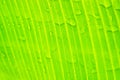 Water drop on banana leaf texture background after rain fall Royalty Free Stock Photo