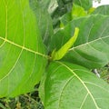 Water drop on the beautiful green leaf after rain Royalty Free Stock Photo