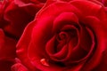 Water Drop on the Beautiful Red Rose. Macro Flower Background Photo Royalty Free Stock Photo