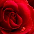 Water Drop on the Beautiful Red Rose. Macro Flower Background Photo Royalty Free Stock Photo