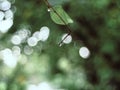 Nature\'s Jewels: Water Drops on Lush Green Leaves Against a Dark Background Royalty Free Stock Photo