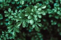 Water Drop on big green leaves, dark green leave background ,Green leaf on the dark background ,Dark lighting Nature foliage Royalty Free Stock Photo