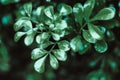 Dancing Dewdrops: Nature\'s Symphony on Dark Green Foliage