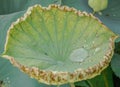 Water drop on big lotus leaf Royalty Free Stock Photo