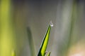 Water drop on a blade of grass, early in the morning