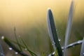 Water drop on a blade of grass, early in the morning