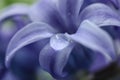 Water drop on a blue hyacinth flower