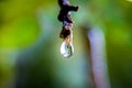 A Water Drop almost drop from a broken branch Royalty Free Stock Photo