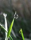 Water drop or bubble on leaf