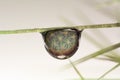 Water drop on Cactus thorn Royalty Free Stock Photo