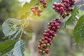 Water drop of Coffee plant  isoated in garden Royalty Free Stock Photo