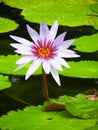 Water drop on colorful purple water lily Royalty Free Stock Photo