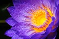 Water drop on colorful purple water lily in thaila Royalty Free Stock Photo