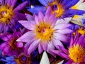 Water drop on colorful water lily with bee Royalty Free Stock Photo