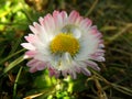 Water drop on daisy